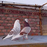 نرو ماده عطیقه نیست در جهان