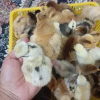جوجه محلی