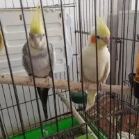 عروس هلندی