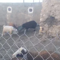 بره نر