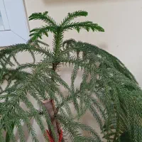 کاج مطبق خورموج