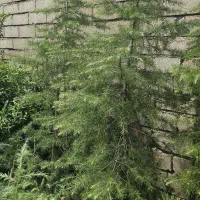 سدروس دئودورا