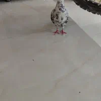 کفتر|پرنده|سیرجان, |دیوار