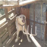 سگگ