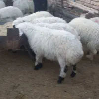 فروش ۱۵ راس بره نر چاق درجه یک  موقیعت شهربابک