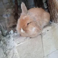 خرگوش