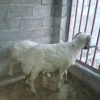 گوسفند