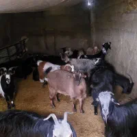 بز و بزغاله چاق