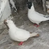 پرستویی طوقی هفت رنگ  اصل اصل
