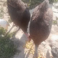 بوقلمون