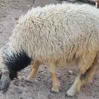 بره نر پروار