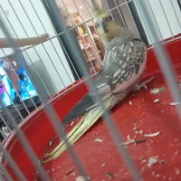 عروس هلندی گل باقالی