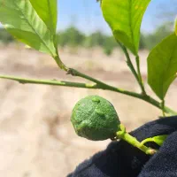 مشاوره گیاه پزشکی گلهای آپارتمانی
