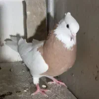 پرنده