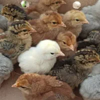 جوجه رسمی محلی جوجه محلی ۳ روزه