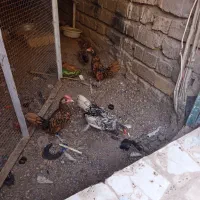 سه تاجوجه خروس سبرایت
