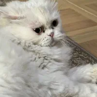 گربه نر ماده پرشین