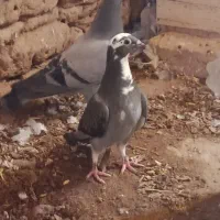 کبوتر