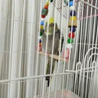 عروس هلندی گم شده