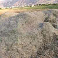 کاه یونجه|خدمات باغبانی و درختکاری|نورآباد ممسنی, |دیوار