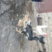 پرنده