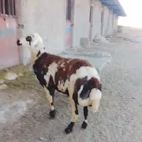 بره قورچ پلنگی