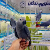 کاسکو
