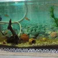 آکواریوم|لوازم جانبی حیوانات|قم, ولیعصر|دیوار