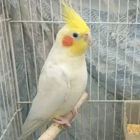 عروس هلندی نر بالغ