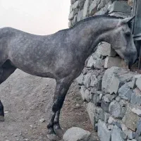 ب یک مرد نیرومند جهت نگهداری نظافت اسطبل اسب