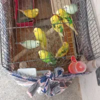 مرغ عشق