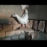 چند عدد آلمانی