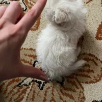 سگ جیبی|سگ|قروه, |دیوار
