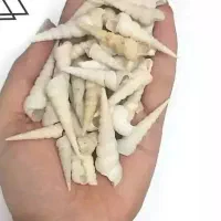 صدف تک شاخ