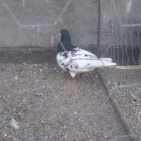 جفت خال نر بضمانت هوا بردسکن ۱۵۰۰