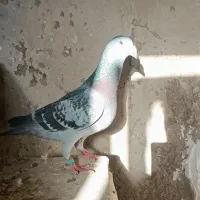پلاکی