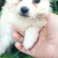 واگذاری سگ اشپیز پامر