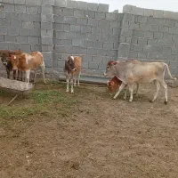 سلام خسته نباشید 200هکتار زمین دارم برای چراگاش