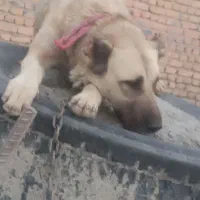 سگ سراب نگهبان