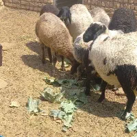 ۲ عدد بره نر