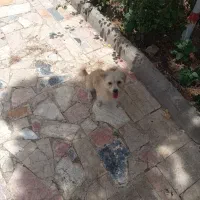 سگ پاکوتاه