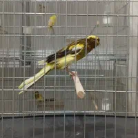 قناری رسمی بلند