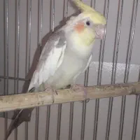 یک جفت عروس هلندی دستی وسخنگو روی تخم