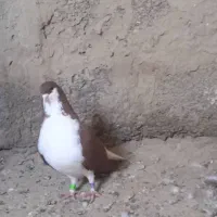 کبوتر ساده