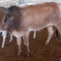گوساله نر معاوضه با گوسفند