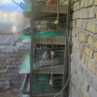 قفس بلدرچین ۵ طبقه