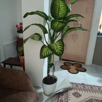 گل بزرگ