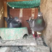 جفت پلاکی