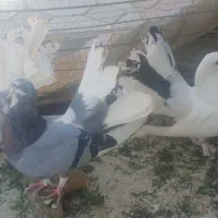 کبوتر دم چتری
