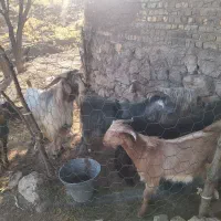 بز وبز غاله جوان